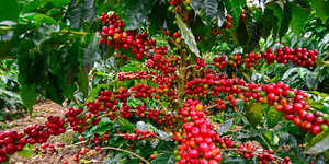 What is Coffee Processing?