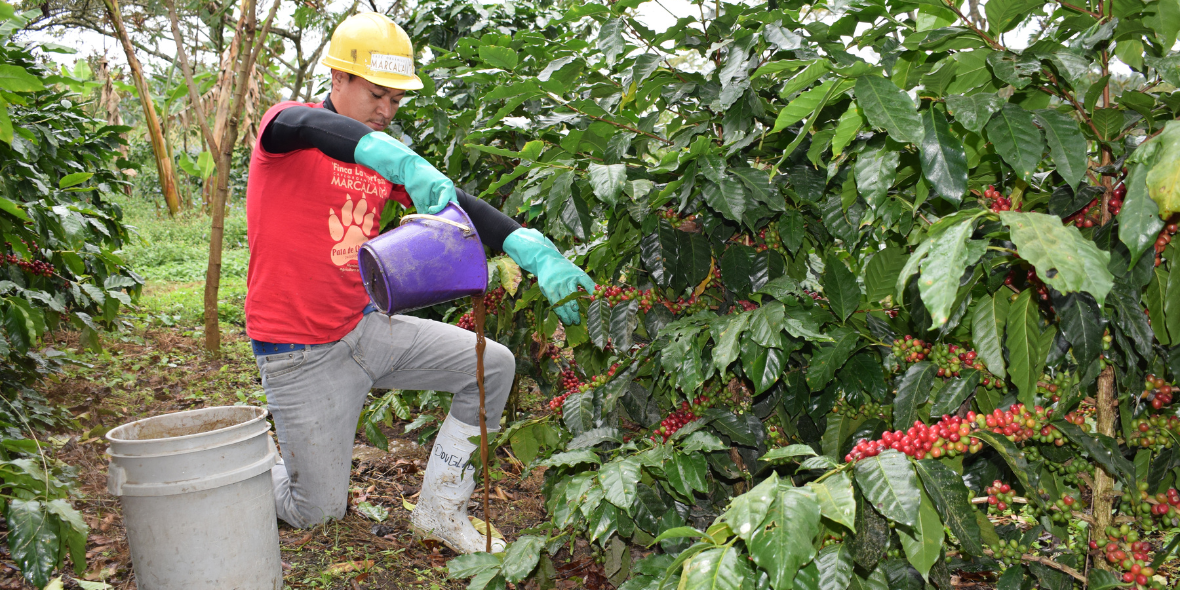 From Honduran Highlands to Your Cup