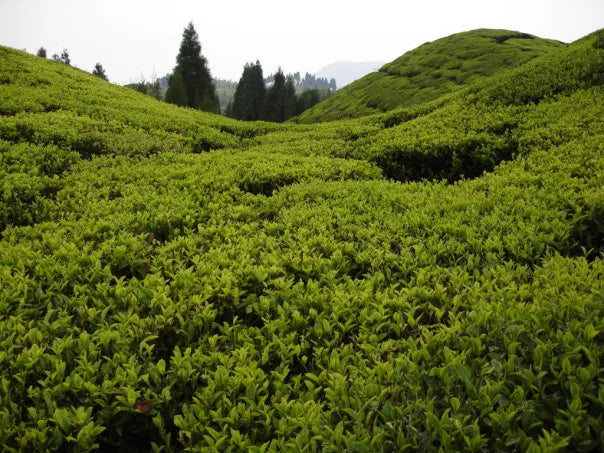 Darjeeling First Flush Gopaldhara Tea